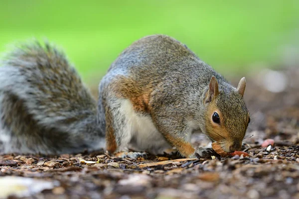 Восточная серая белка (Sciurus carollensis)) — стоковое фото