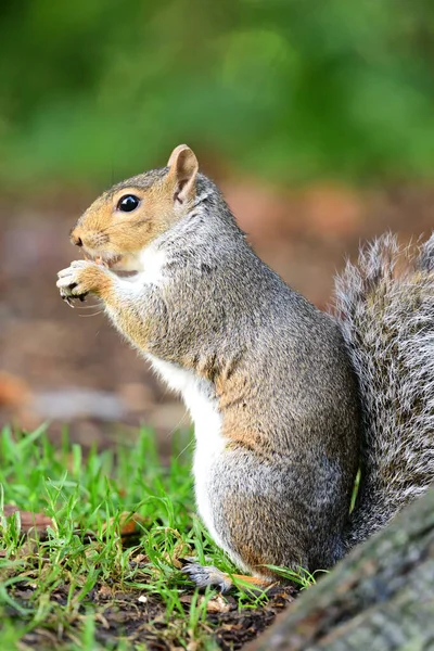 灰色のリスをナットを食べる — ストック写真