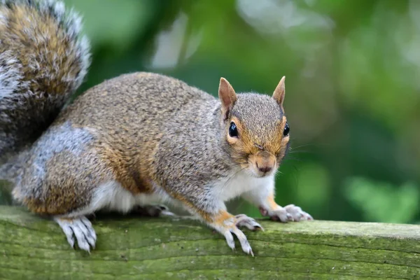 Scoiattolo grigio orientale (Sciurus carolinensis) — Foto Stock