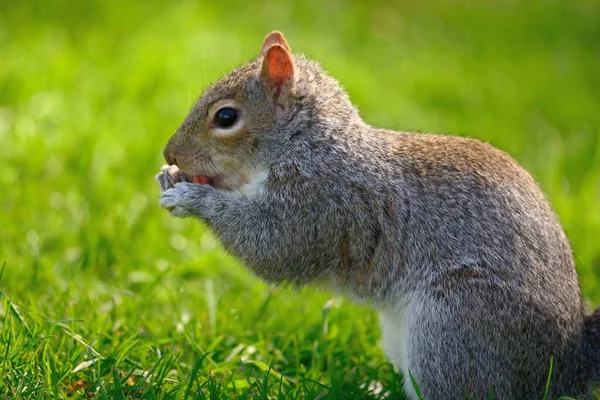 Eastern grey squirrel (sciurus carolinensis) — Stock Photo, Image