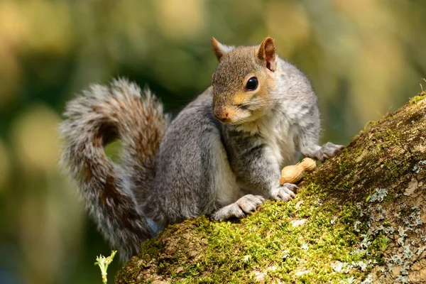 Esquilo cinzento oriental (Sciurus carolinensis) — Fotografia de Stock