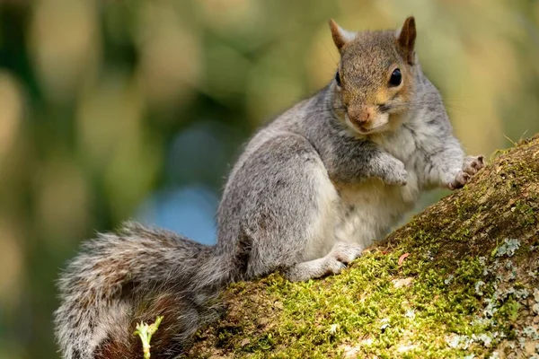 Écureuil gris (Sciurus carolinensis)) — Photo