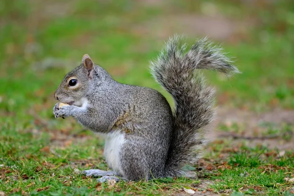 Esquilo cinzento oriental (Sciurus carolinensis) — Fotografia de Stock