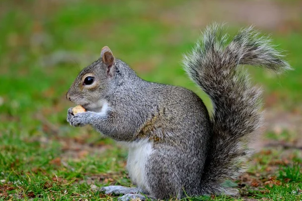 Oostelijke grijze eekhoorn (sciurus carolinensis)) — Stockfoto