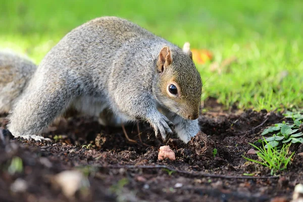 Doğu Gri Sincap (Sciurus carolinensis)