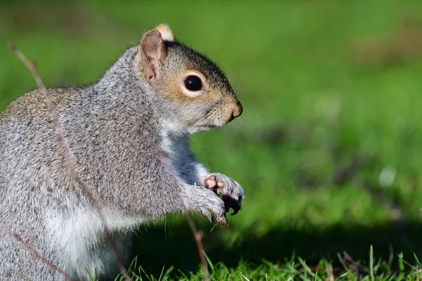 Doğu Gri Sincap (Sciurus carolinensis) — Stok fotoğraf