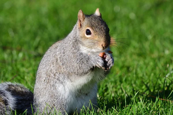 Eastern grey squirrel (sciurus carolinensis) — Stock Photo, Image