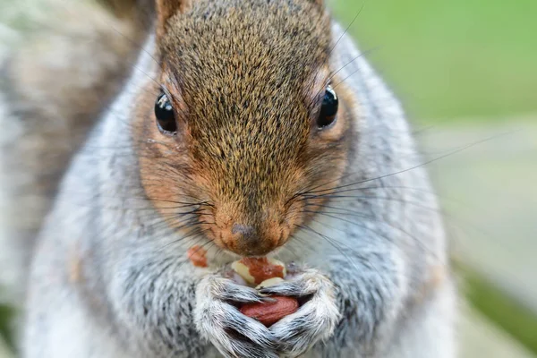 Grauhörnchen-Porträt — Stockfoto