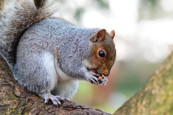 Doğu Gri Sincap (Sciurus carolinensis) — Stok fotoğraf