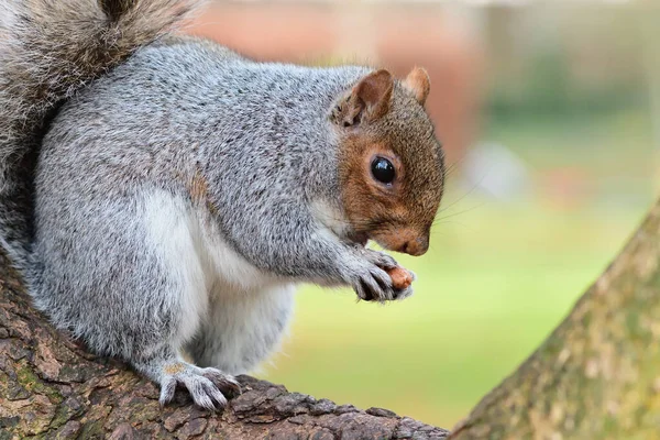 Scoiattolo grigio orientale (sciurus carolinensis) — Foto Stock