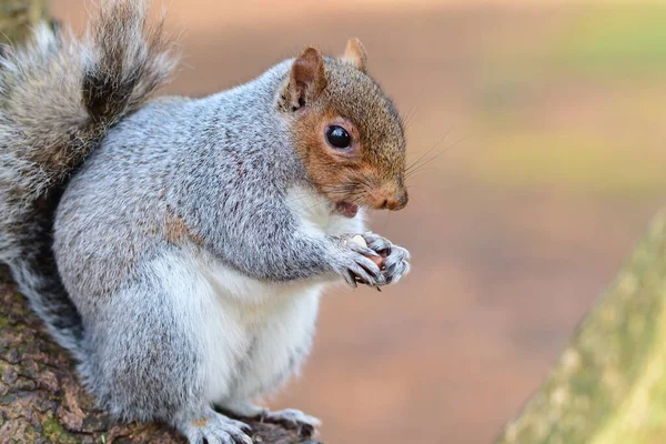 Esquilo cinzento oriental (Sciurus carolinensis) — Fotografia de Stock