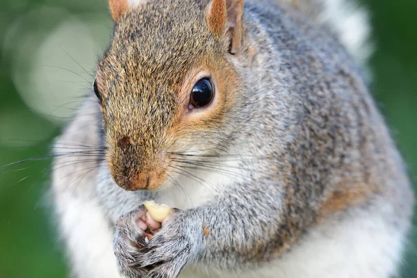 Grey squirrel (sciurus carolinensis) — Stock Photo, Image