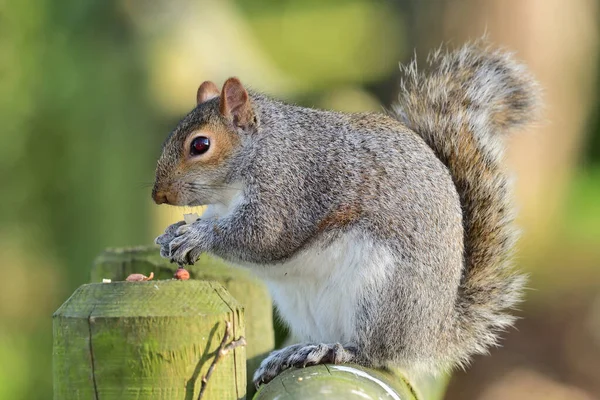 Scoiattolo grigio (Sciurus carolinensis) — Foto Stock