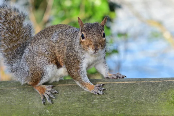 Ardilla gris (Sciurus carolinensis) — Foto de Stock