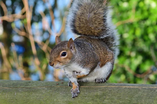 Gri sincap (Sciurus carolinensis)