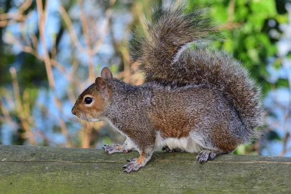 Grey squirrel (sciurus carolinensis) — Stock Photo, Image