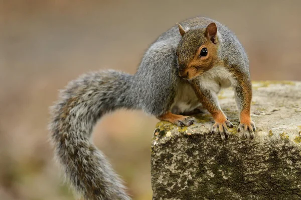 Östlig grå ekorre (sciurus carolinensis)) — Stockfoto