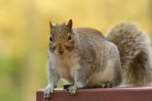 Esquilo cinzento oriental (Sciurus carolinensis) — Fotografia de Stock