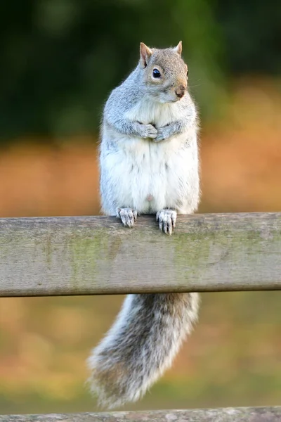 Östliches Grauhörnchen (Sciurus carolinensis)) — Stockfoto