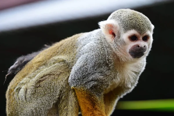 Mono ardilla — Foto de Stock