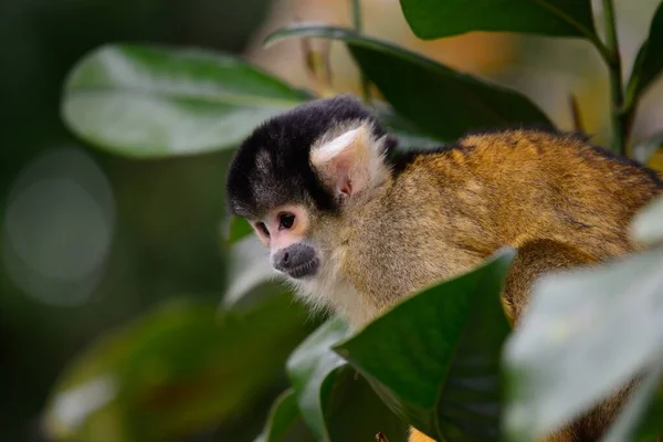 Common squirrel monkey (saimiri sciureus) — Stock Photo, Image