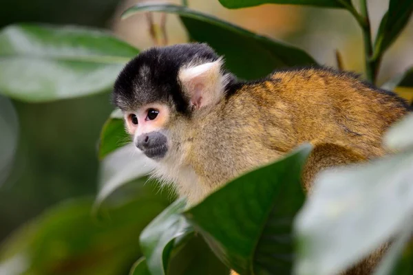 Звичайна білка мавпи (Saimiri sciureus ) — стокове фото