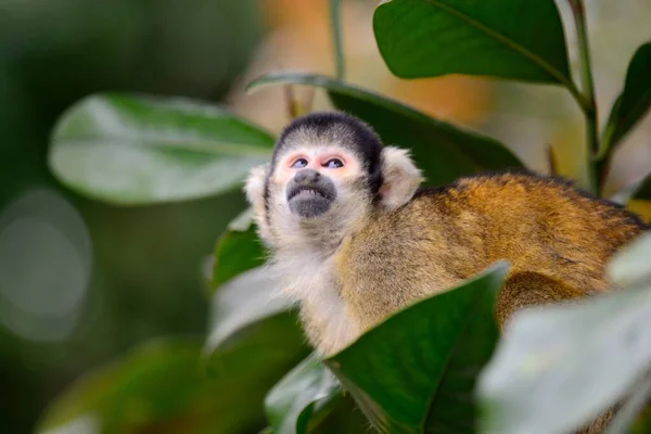 Звичайна білка мавпи (Saimiri sciureus ) — стокове фото