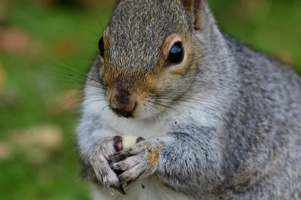 Wiewiórka wschodnia (Sciurus carolinensis)) — Zdjęcie stockowe