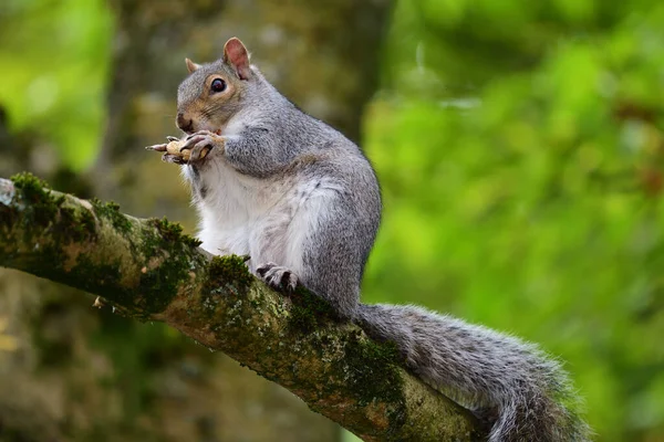 Gray squirrel (sciurus carolinensis) — Stock Photo, Image