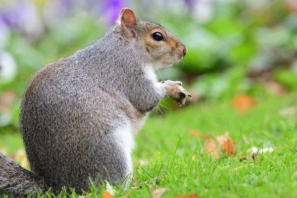 Écureuil gris (sciurus carolinensis)) — Photo