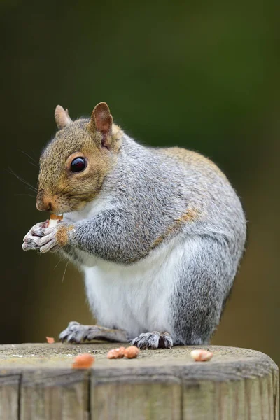 Oostelijke grijze eekhoorn (Sciurus carolinensis)) — Stockfoto
