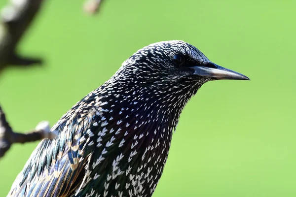 Vanlig starling (Sturnus vulgaris)) — Stockfoto