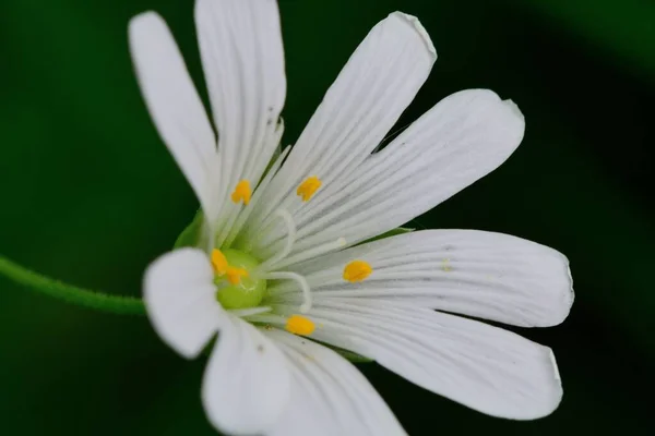 鸡草(Stellaria)) — 图库照片