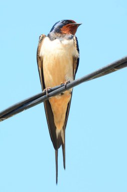 (Hirundo rustica yutmak)
