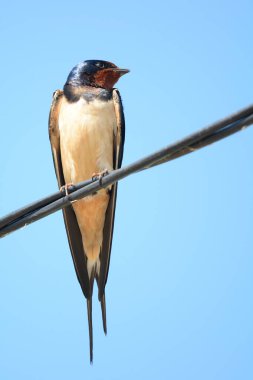 (Hirundo rustica yutmak)