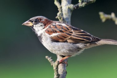 Serçe (Passer domesticus)
