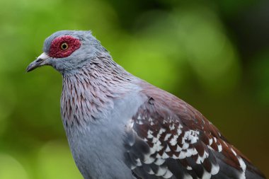 Benekli Güvercin (Columba Gine)