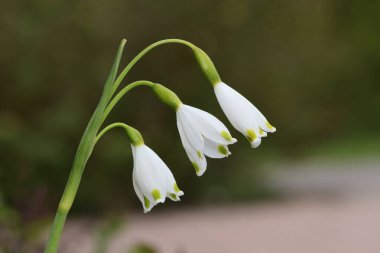 Bahar kar tanesi (Leucojum vernum)