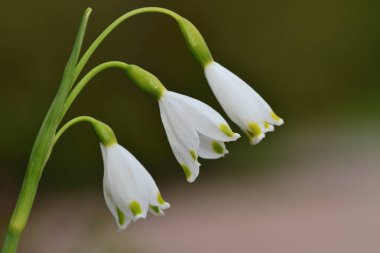 Bahar kar tanesi (Leucojum vernum)