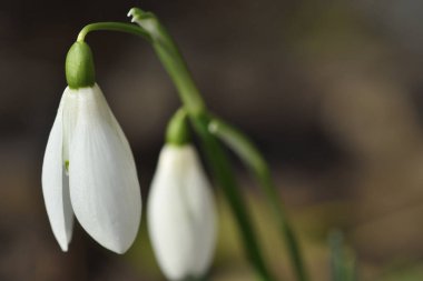 Snowdrops (galanthus)
