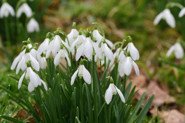 Common snowdrops (galanthus nivalis)