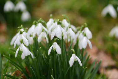 Common snowdrops (galanthus nivalis)