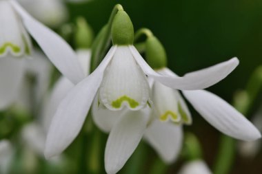 Common snowdrops (galanthus nivalis)