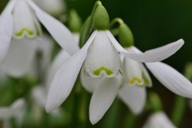 Common snowdrops (galanthus nivalis)