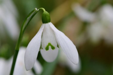 Common snowdrops (galanthus nivalis)
