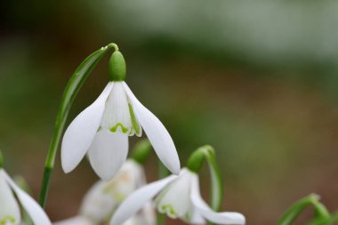 Common snowdrops (galanthus nivalis)