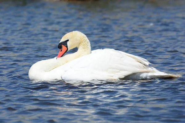 Angsa Mute (Cygnus olor) — Stok Foto