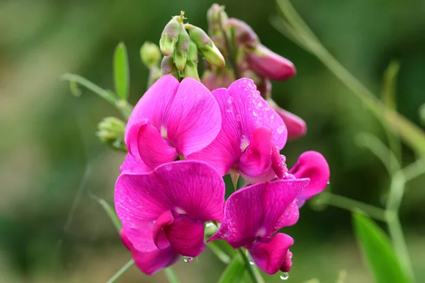 Сладкий горох (lathyus odoratus) ) — стоковое фото