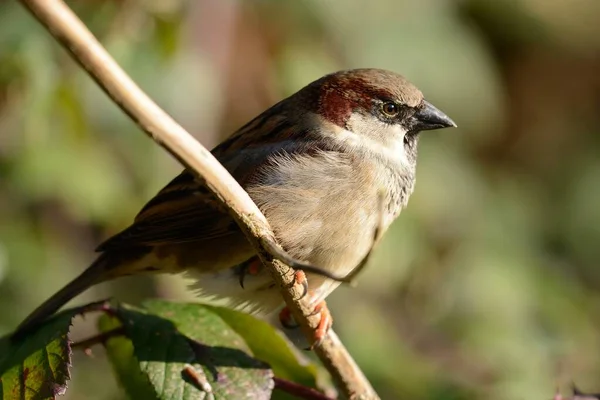 House sparrow (passer domesticus) — Stock Photo, Image