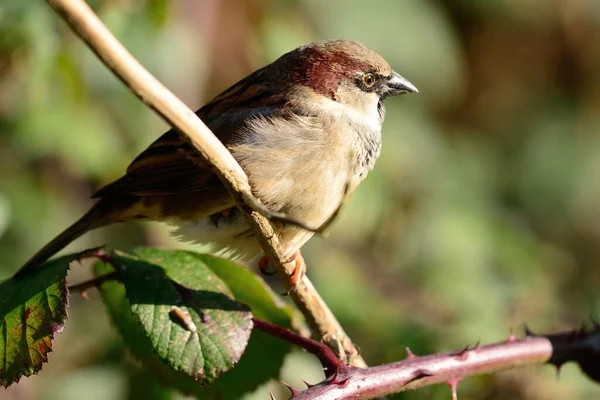 Будинок горобця ( Passer domesticus ) — стокове фото